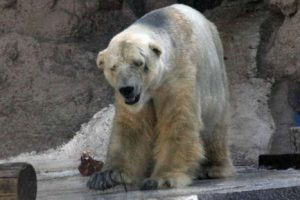 Conoce al oso polar más triste