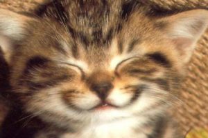 Mira cómo queda un gatito después de recibir masajes (VIDEO)