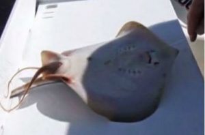 ¡Insólito! Hombre pesca y ayuda a dar a luz a mantarraya (VIDEO)