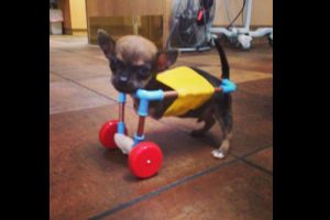 Turbo, el chihuahua sin patas delanteras que viene conmoviendo las redes sociales (VIDEO)