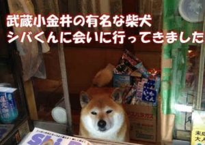 Comprarías en una tienda donde atiende un perrito? Mira el video aquí (VIDEO)