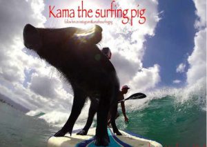 Un cerdito es la sensación en Internet al surfear olas (VIDEOS)