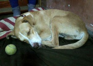 Perrito recorrió varios kilómetros en el Metropolitano en busca de su dueño