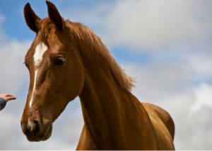 Caballo visitó la tumba de su dueño fallecido