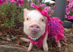 Mira a Priscilla, la cerdita más elegante de Internet.