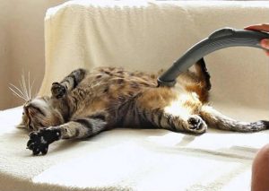 Mira a un gatito relajarse mientras lo acarician con una aspiradora (VIDEO)