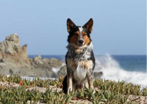 Jumpy es el perro más asombroso del mundo. Entérate por qué (VIDEO)