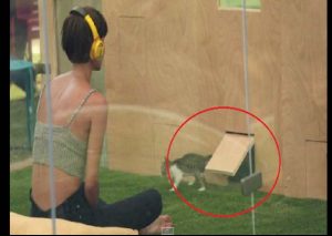 Crean original terapia para combatir el estrés usando tiernos gatitos (VIDEO)