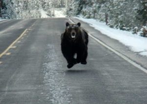 Un ciclista es perseguido por un oso en el bosque (VIDEO)