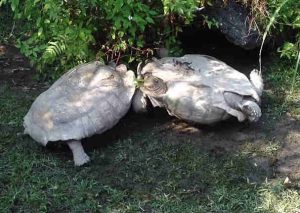 ¡Impresionante! Mira la heroica acción de esta tortuga (VIDEO)
