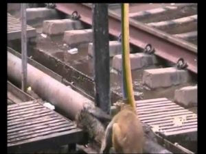 Mono reanimó a su ‘amigo’ electrocutado y lo salva de morir (VIDEO)