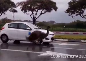 ‘El correcaminos’ sorprende a todos en una autopista de Israel (VIDEO)