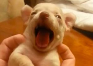 Quien dijo que los perros no se ríen es porque no conoció a este cachorro (VIDEO)