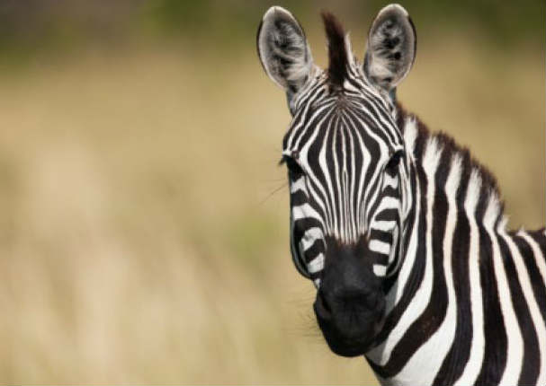 Descubre Por Qu Las Cebras Tienen Rayas Descubre Por Qu Las Cebras Tienen Rayas