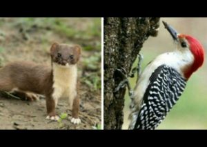 Comadreja bebé vuela en el lomo de un pájaro carpintero (FOTOS)