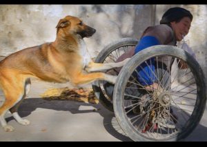 Mira a este perro que ayuda a su dueño y le empuja la silla de ruedas (FOTOS)