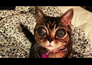 ¡Conmovedor! Esta es la historia de Matilda y sus extraños ojos grandes