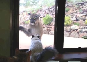 Mira cómo un gato se “enfrenta” a un puma y lo ahuyenta (VIDEO)