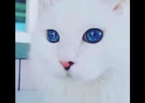 Los ojos de este gato parecen reflejar a todo el universo (VIDEO)