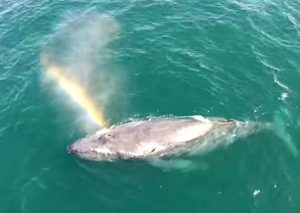 ¡Increíble! Ballena hace su propio arcoíris cuando expulsa un chorro de agua (VIDEO)