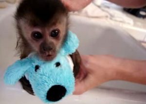 Este video de un monito bañándose con su peluche es lo más tierno que verás (VIDEO)