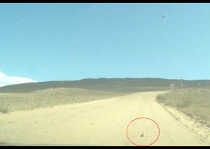 Notaron algo extraño en la pista, se acercaron y no podían creer lo que era (VIDEO)