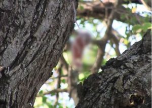 Mira cómo rescataron a una ardilla bebé al borde la muerte (VIDEO)