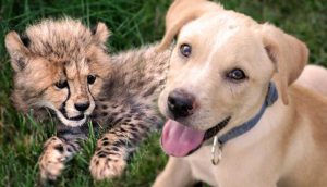 Guepardo y tierno cachorrito  son amigos inseparables (VIDEO)