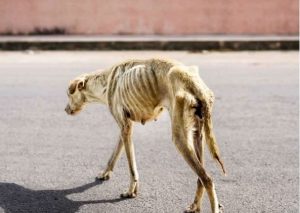 Perrita se encontraba al borde de la muerte hasta que… (VIDEO)