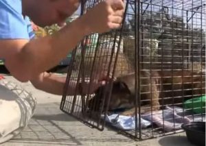 YouTube: Cuando rescataron a esta perrita de la calle no se imaginaron que…