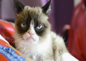 10 cosas que los gatos odian de los humanos