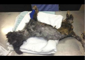 Facebook: Perrito es encontrado en la basura al borde la muerte, pero hoy… (FOTOS)