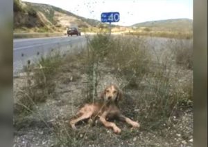 YouTube: Perro fue abandonado en medio de la nada muy enfermo, hoy luce así…
