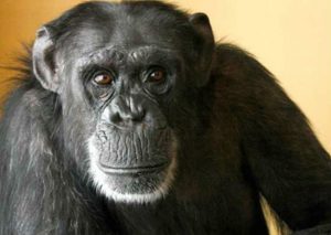 Chimpancé con lamentable pasado encontró consuelo en un inimaginable juguete (FOTOS)
