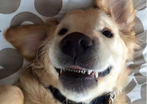 Facebook: Perrito se vuelve viral por ser el primero en el mundo en usar brackets (FOTOS)