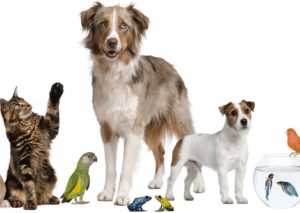 ¿Cuántos años viven las mascotas? Descúbrelo aquí