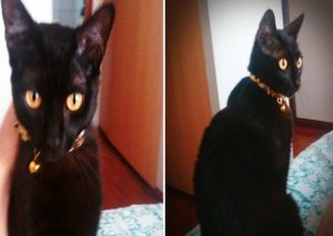 Ayudemos a encontrar a Negrita, sus familiares la esperan en casa (FOTO)