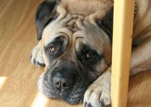 Mascota: 10 cosas que acortan la vida de tu perro