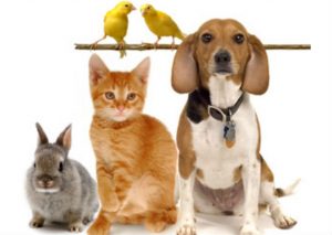 Así es el carácter de tu mascota según su signo zodiacal