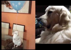 YouTube:  Estos son los ‘fails’ más tiernos que verás