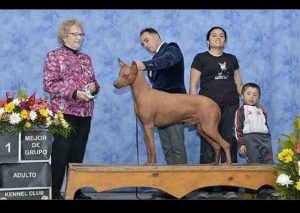 Conoce al perro peruano sin pelo que fue premiado en Chile