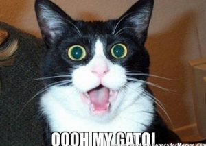 Dr. Vet : ¿Tienes gatos? Entonces debes saber que… – VIDEO