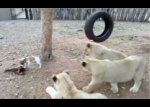 Facebook: Un perro se defendió de tres leones así – VIDEO