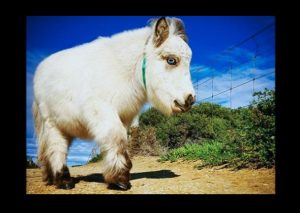 Facebook: ¿Conoces al ‘caballo más enano de mundo’? – FOTOS