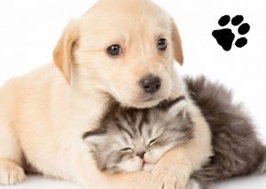 ¡Feliz día a tu mascota! 3 tips de cuidados para tu engreído