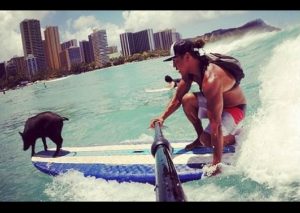 YouTube: Mira los dotes que tiene este cerdo surfista