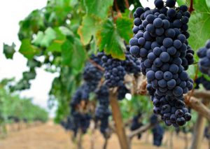 ¡Viaja! Disfruta del vino y pisco en Lunahuaná