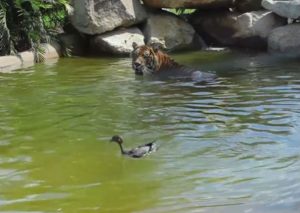 Facebook: Pato se enfrenta a un tigre y … – VIDEO