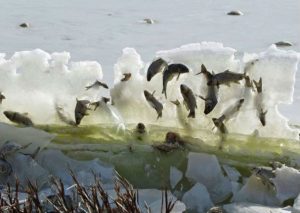 Facebook: ¿Por qué estos peces están congelados en pleno salto? – FOTOS