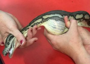 Facebook: Esto encontraron en el cuerpo de la serpiente – VIDEO